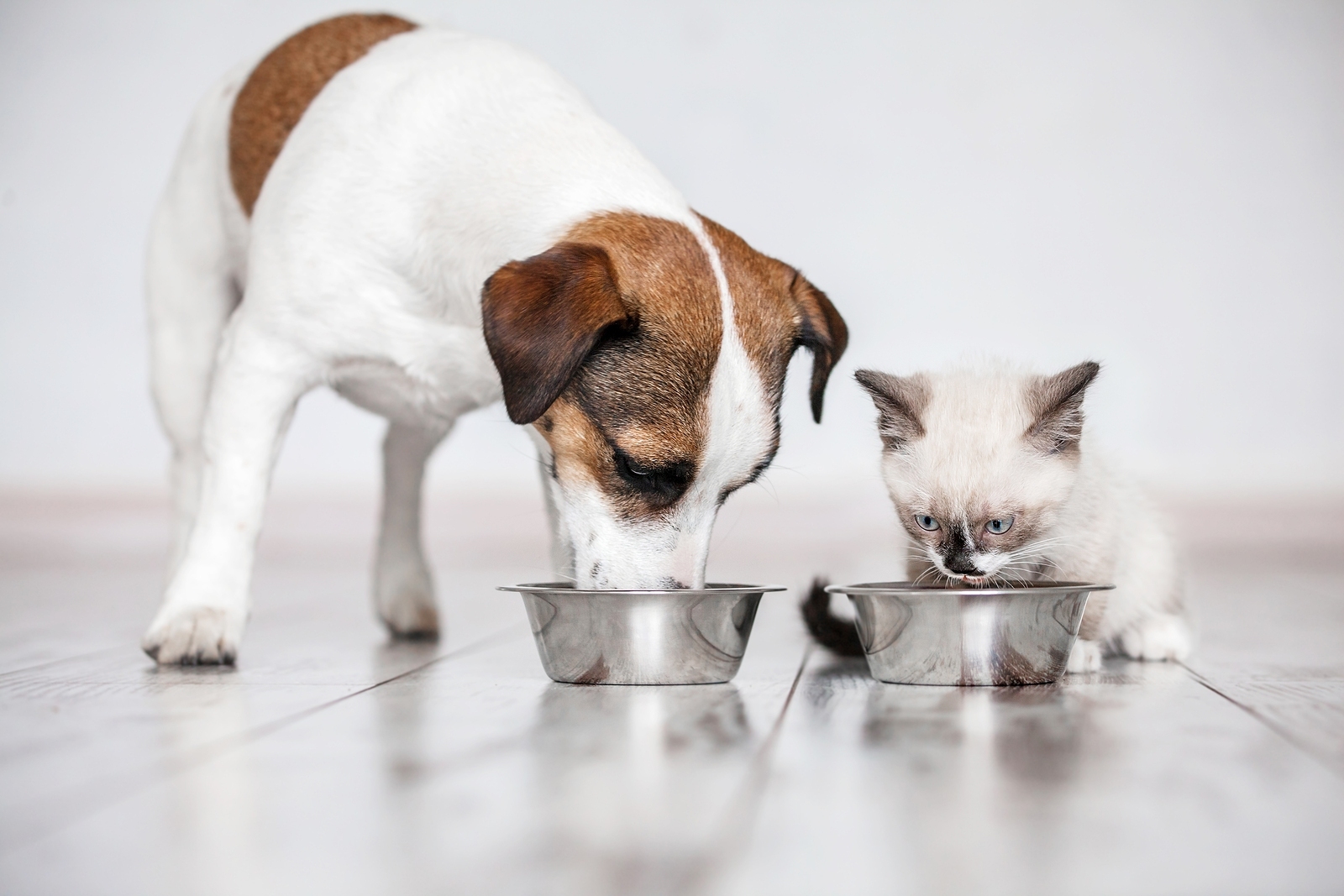 dog and cat eating;